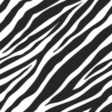Zebra on White